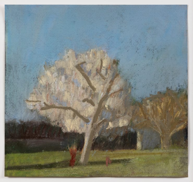Adrian Nivola, An Almond Tree in Blossom, 2023