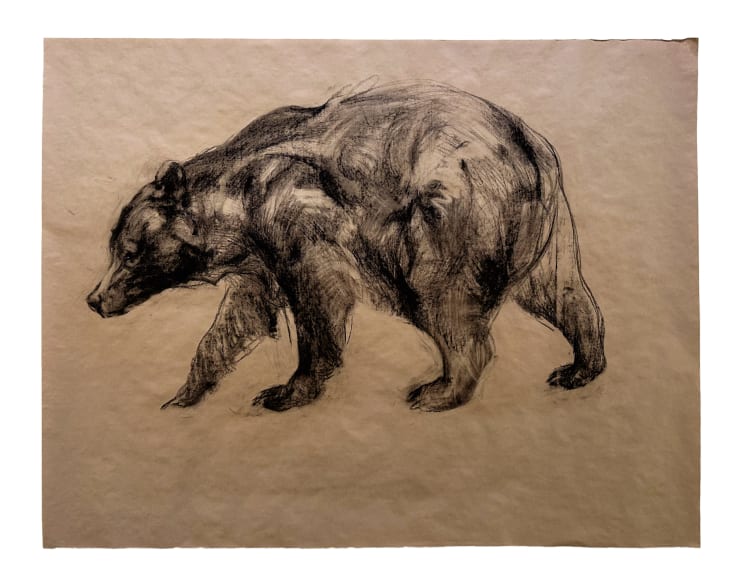 Cinnamon Bear, 2023 Charcoal and pencil on paper 45 x 59 inches Framed dimensions 49 x 63 1/2 inches