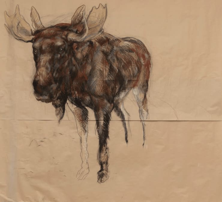Moose, 2020 Charcoal and pastel on paper 76 x 79 inches Unframed