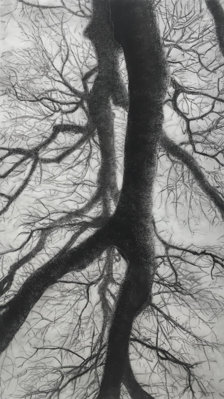 22-01D Bois de Mametz 18h32m42s, 2022 Charcoal on paper 47 1/4 x 26 3/4 inches Framed dimensions 59 x 38 inches