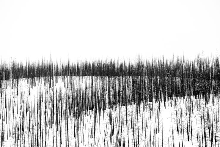 Burn VIII, 2020-2022 Archival pigment print Edition of 11 | 20 x 30 inches Edition of 9 | 26 1/2 x 40 inches Edition of 9 | 40 x 60 inches Edition of 3 | 53 1/3 x 80 inches