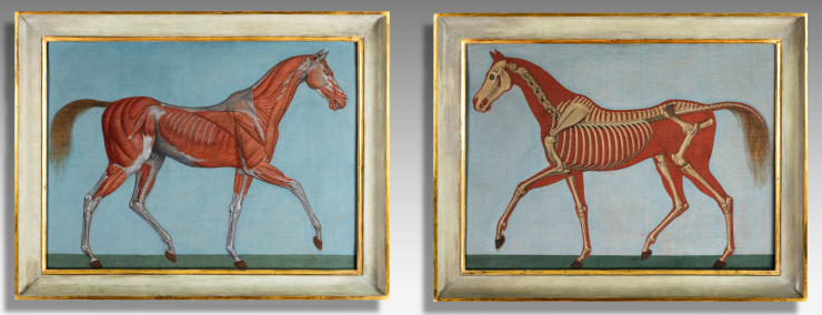 Pair of Anatomical Studies of a Horse