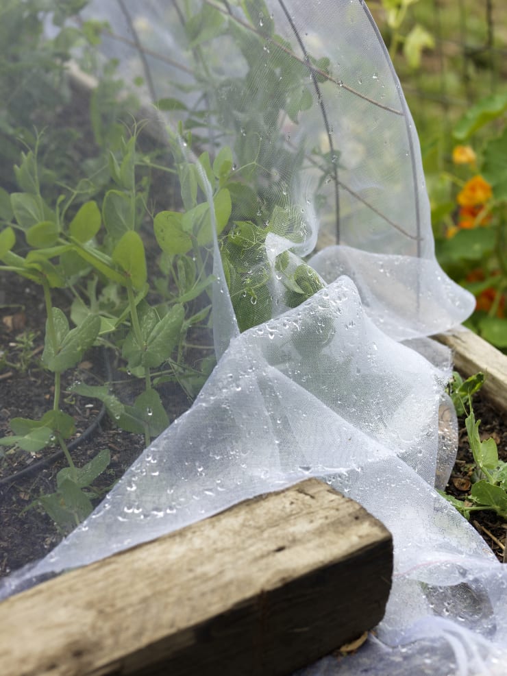 Buck Ellison, Lower School Garden, The Bentley School, Oakland, California, 2017