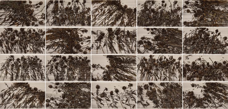 Sunflowers in Silence