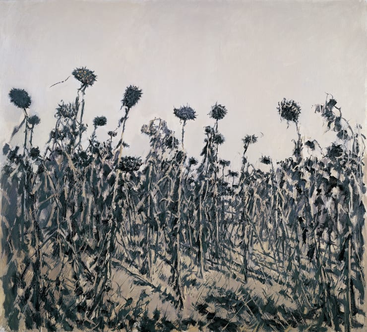 Twelve Views of a Sunflower Field IV