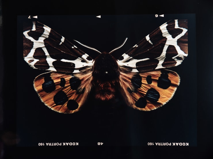 Laurynas Skeisgiela, Liump! Nuodingos meškutės / Tiger Moths (Arctia Caja), 2024