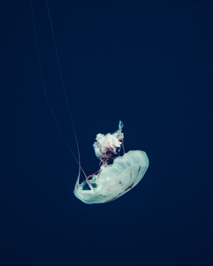 Pippa Mayer, Untitled Composition, 2015
