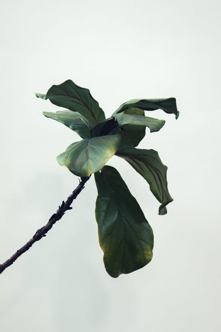 Lavinia Russo, Untitled, 2018