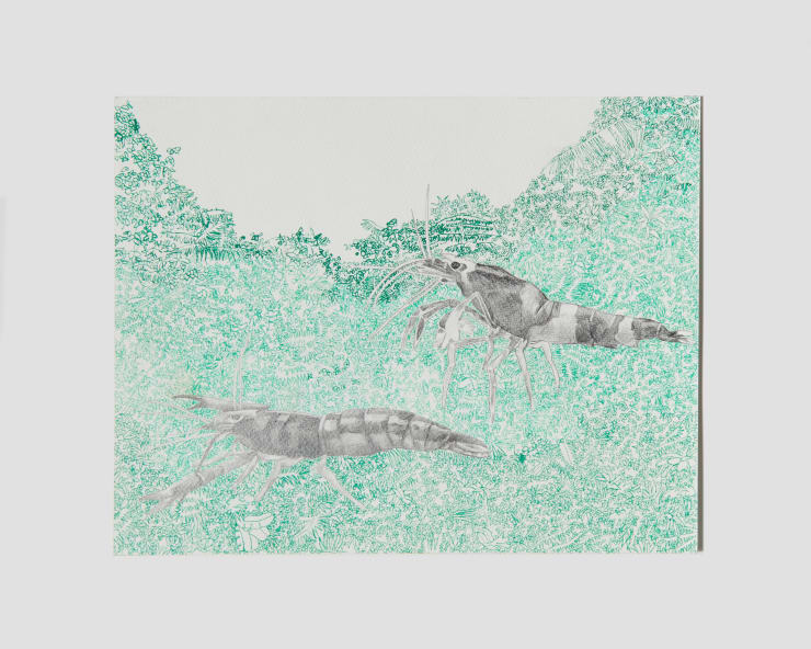 Nathan Budoff, Forest Shrimp, 2019