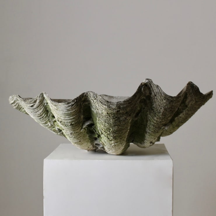 Very Large 19th Century Giant Clam Shell (Tridacna Gigas) ( Sold )