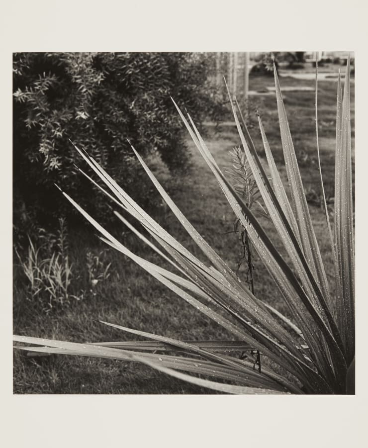 Hitoshi Tsukiji, "Shashinzo", 1984