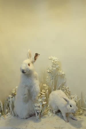 Joseph Peragine Love Me Til my heart stops rabbit diorama