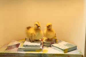 Joseph Peragine Love Me Til my heart stops diorama ducks