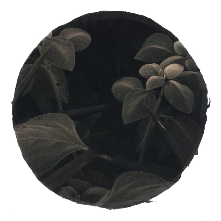 Personal View Photogravure Etching and Chin Collé 22cm in Diameter $ 550.00