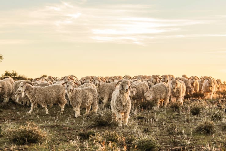 van Hasselt's passion for mohair