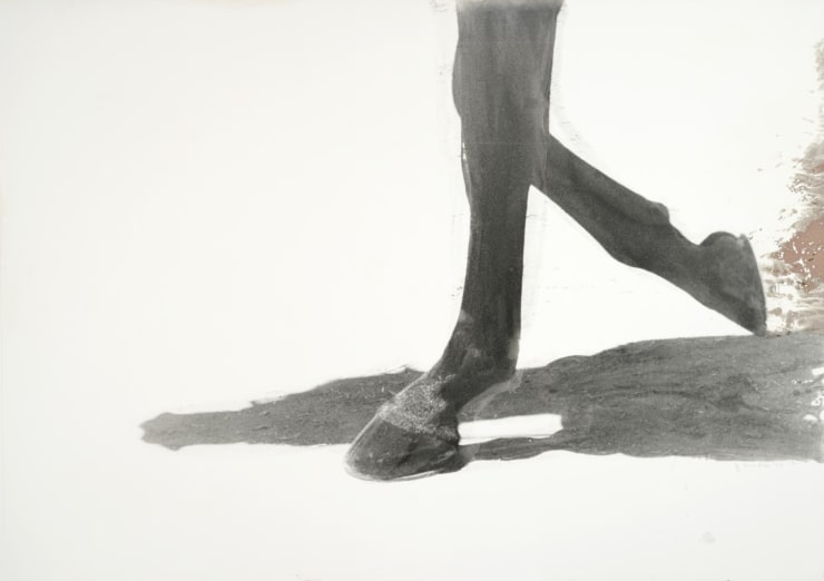 Gerald Incandela Equine Expressions