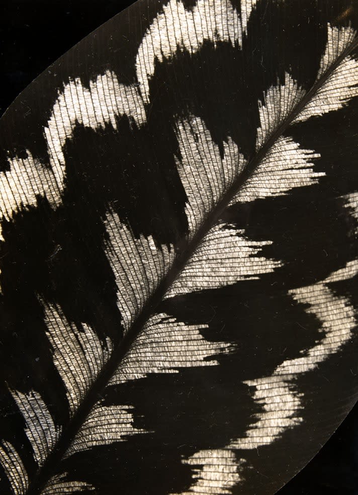 Gertrudes Altschul Sem título , c. 1950 Gelatina e prata sobre papel | Gelatine silver print on paper 36,5 x 28 cm | 14.37 x 11.02 in Vintage ©gertrudesaltschul / cortesia Isabel Amado Fotografia