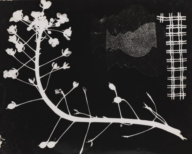 Gertrudes Altschul Sem título, c.1950 gelatina e prata | gelatin silver print 8 x 11,5 cm | 3.15 x 4.53 in vintage