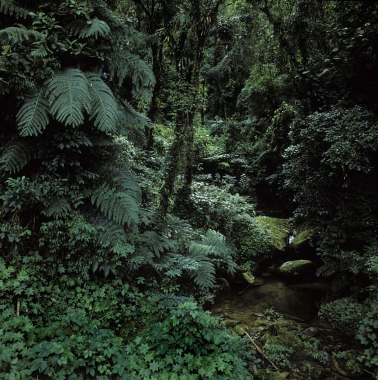 João Luiz Musa, "Floresta Cunha", 1992