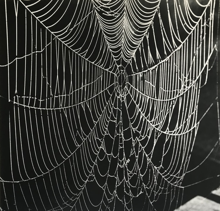 Gertrudes Altschul Teia, c. 1950/2020 Gelatina e prata Gelatin silver print 27 x 27 cm 10.62 x 10.62 in Edição 1/10