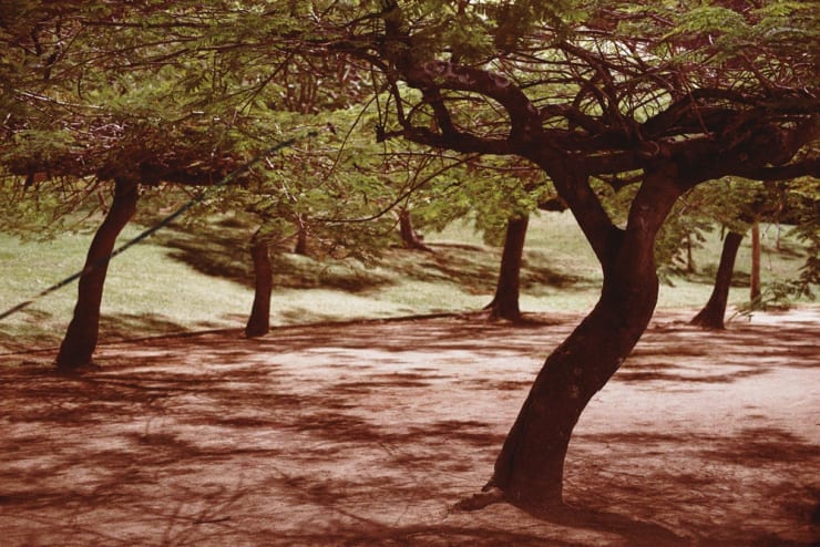 Caio Reisewitz, Poinciana Régia, 2016