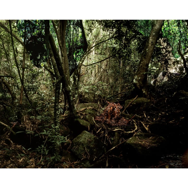 Caio Reisewitz, "Mamanguá III", 2011