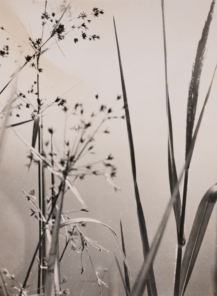 Gertrudes Altschul Sem título, c.1950 gelatina e prata | gelatine silver print 11,5 x 8,5 cm | 4.53 x 3.35 in vintage