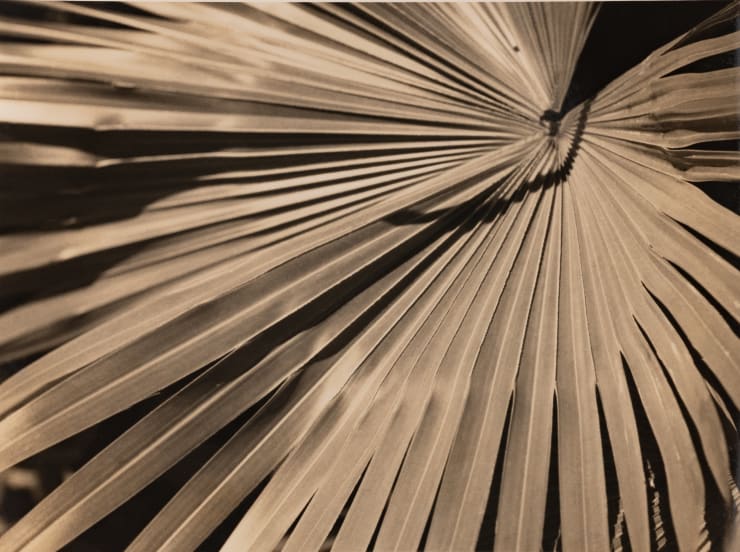 Gertrudes Altschul Sem título, c. 1950 gelatina e prata sobre papel | gelatin silver print on paper 8,5 x 11 cm | 3.35 x 4.33 in vintage