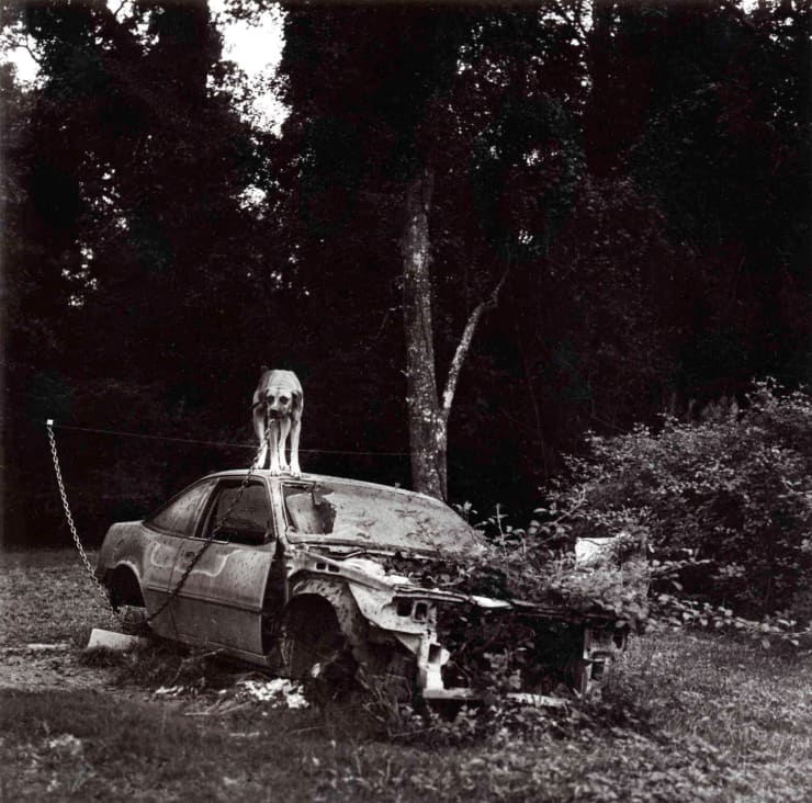 Dave Anderson, Leashed, 2004