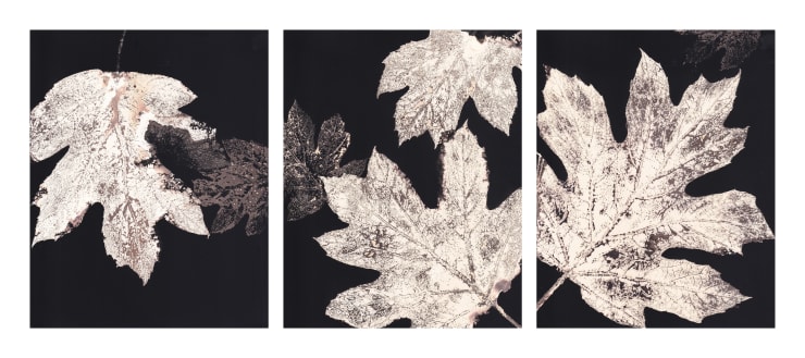 Louise Tunnard, Canopy Triptych II, 2023