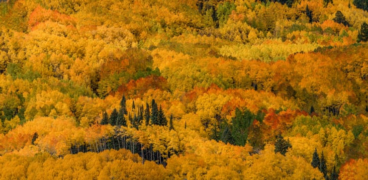 CRESTED BUTTE INTO THE FOLIAGE.