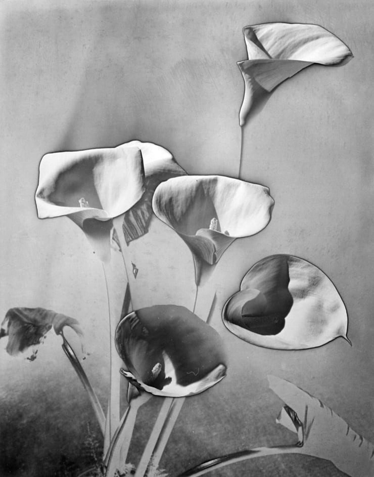 Man Ray, Les Arums, c.1930