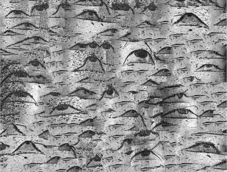 Helen Sear in conversation with Eugenie Shinkle