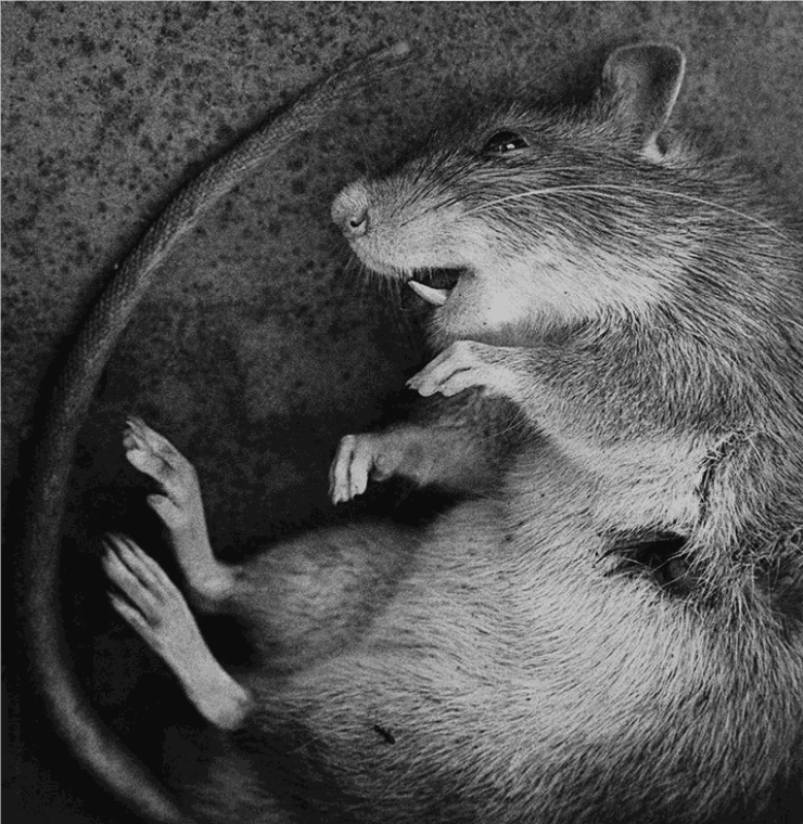 Konrad Rufus Müller, Ratte, 1986