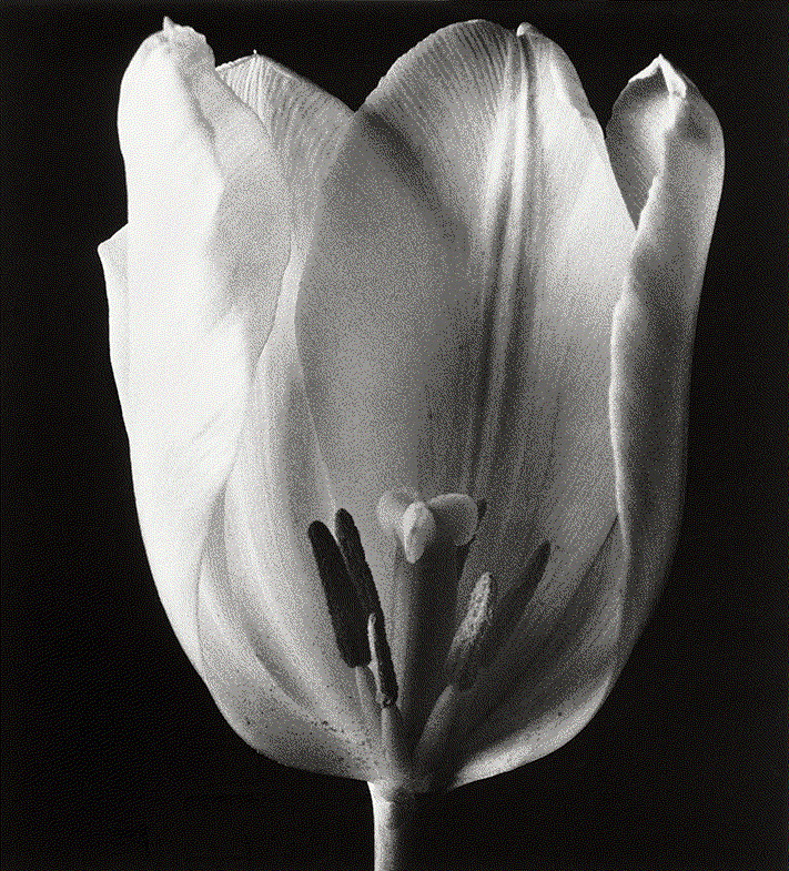 Konrad Rufus Müller, Tulpe, 2019