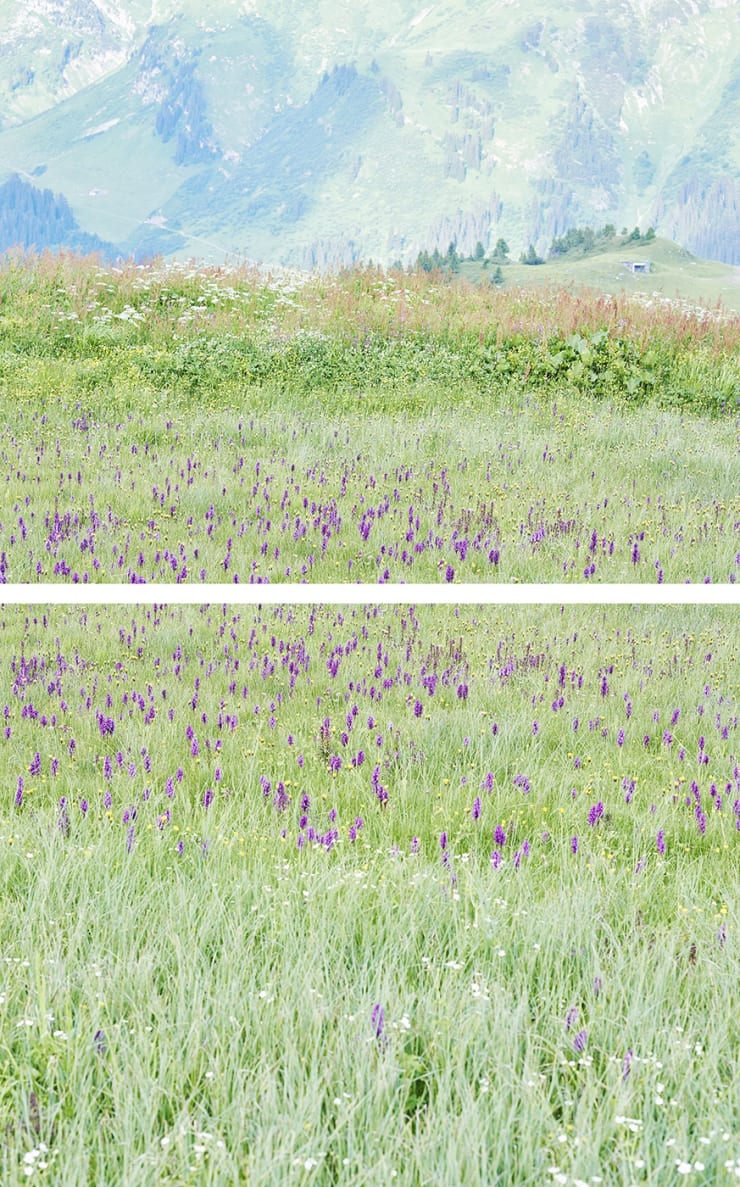 Walter Niedermayr, Lech Flora 01/2016, 2015