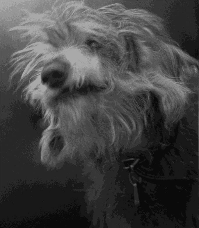 Konrad Rufus Müller, Willy, 2000