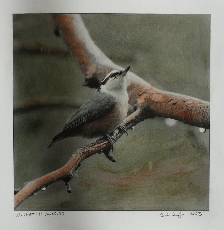 Bob Keefer, Nuthatch, 2023