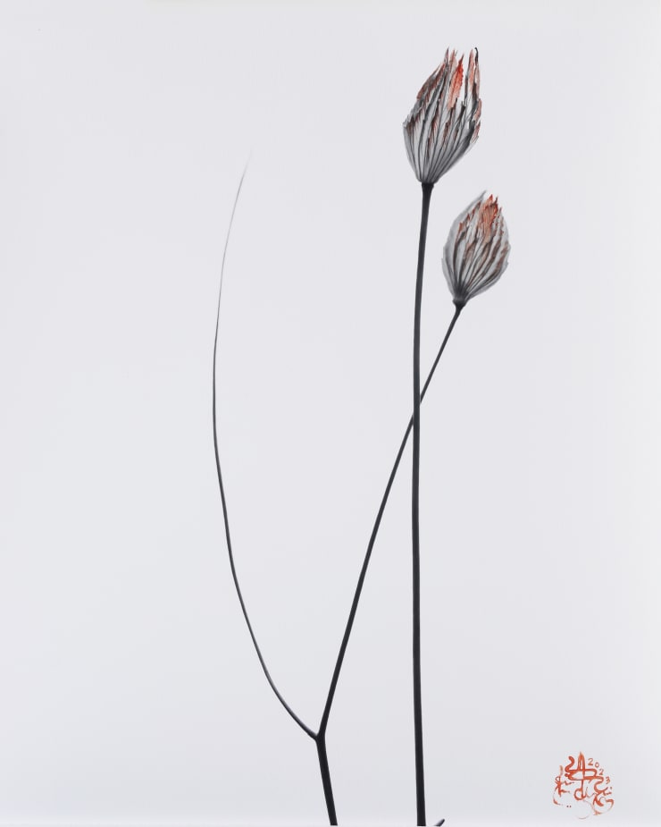 NAEEMEH NAEEMAEI , Arterioles #19, 2023