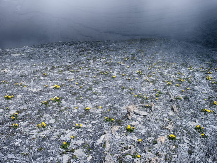 yellow fowers by Gaudenz Danuser