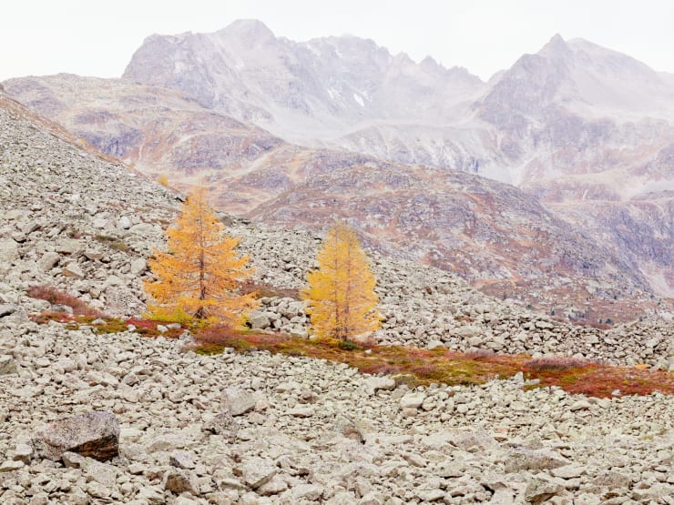 Metamorphose, Lärchen, Albula