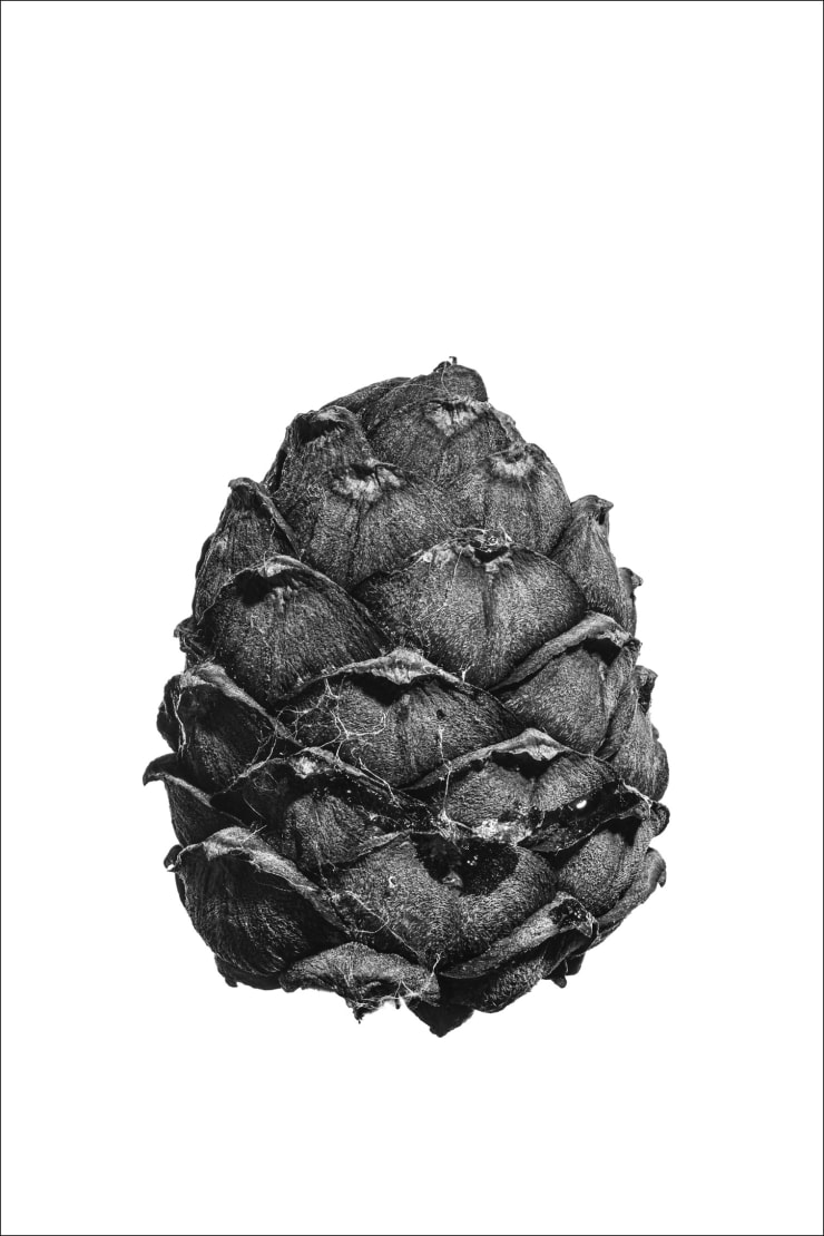arvenzapfen, a study of cones