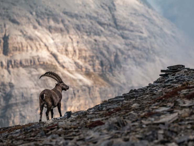 Capricorn, steinbock, ibex
