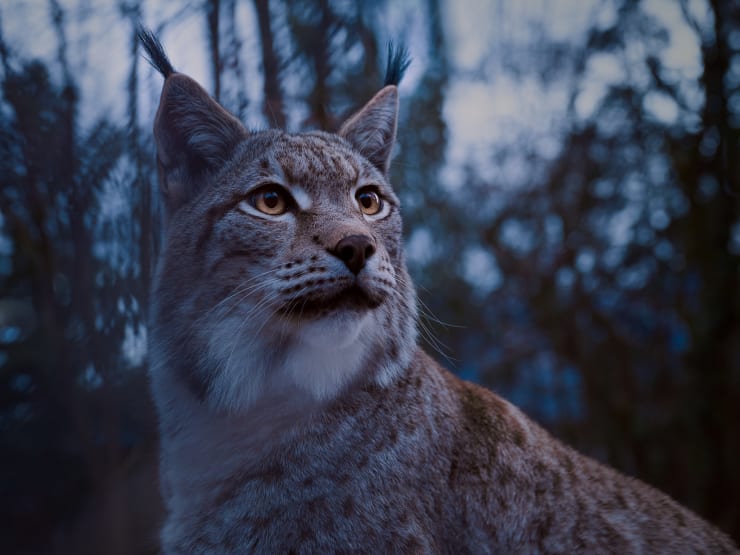 Luchs, Lynx, EURASISCHER LUCHS