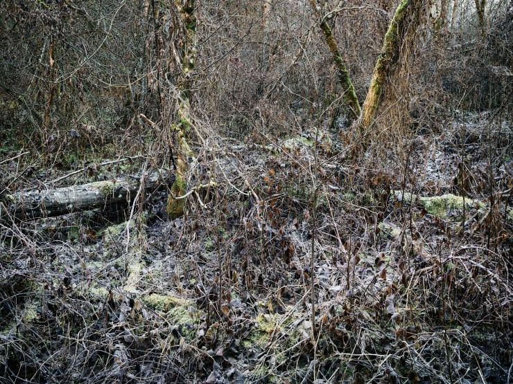 frozen chaos, rheinauen, silent confusion