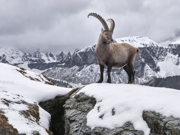 Steinbock, Capricorn; ibex der Waechter der Tschingelhoerner, Flims, Unesco Sardona