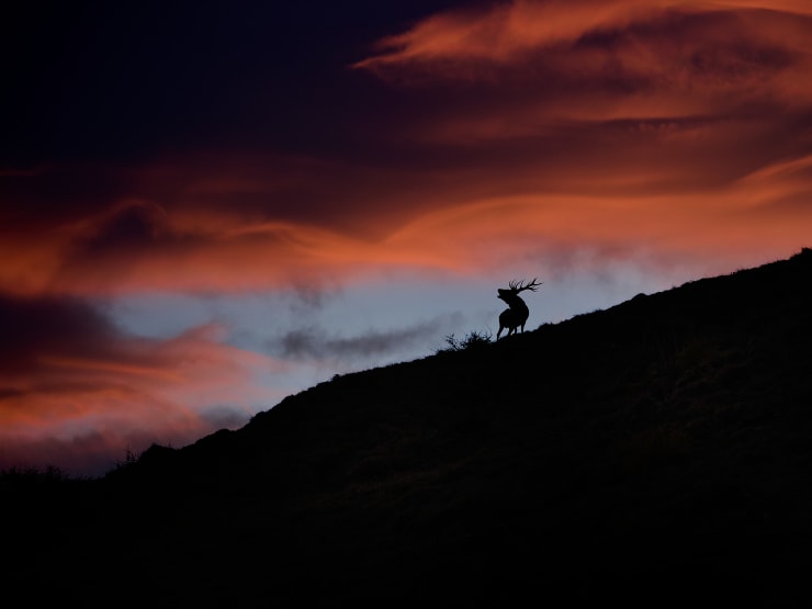 Hirsch, Hirschbrunft