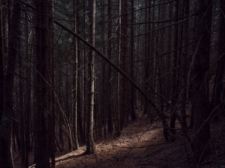 Scandalasc Wald im Calancatal