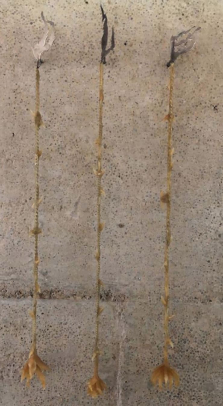 ASMA Rezago, 2019 Steel, zamac, wax, essential oils of agave, tulip, ebúrnea 80 x 80 x 2 cm (31.50 x 31.50 x 0.79 in)