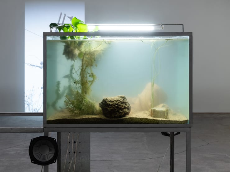 Carolina Fusilier Manifiesto de la comunidad metabólica I, 2024 Tank with a metal structure, speakers, clay piece, plants, and stones 144 x 81 x 56 cm (56.7 x 31.9 x 22.1 in)